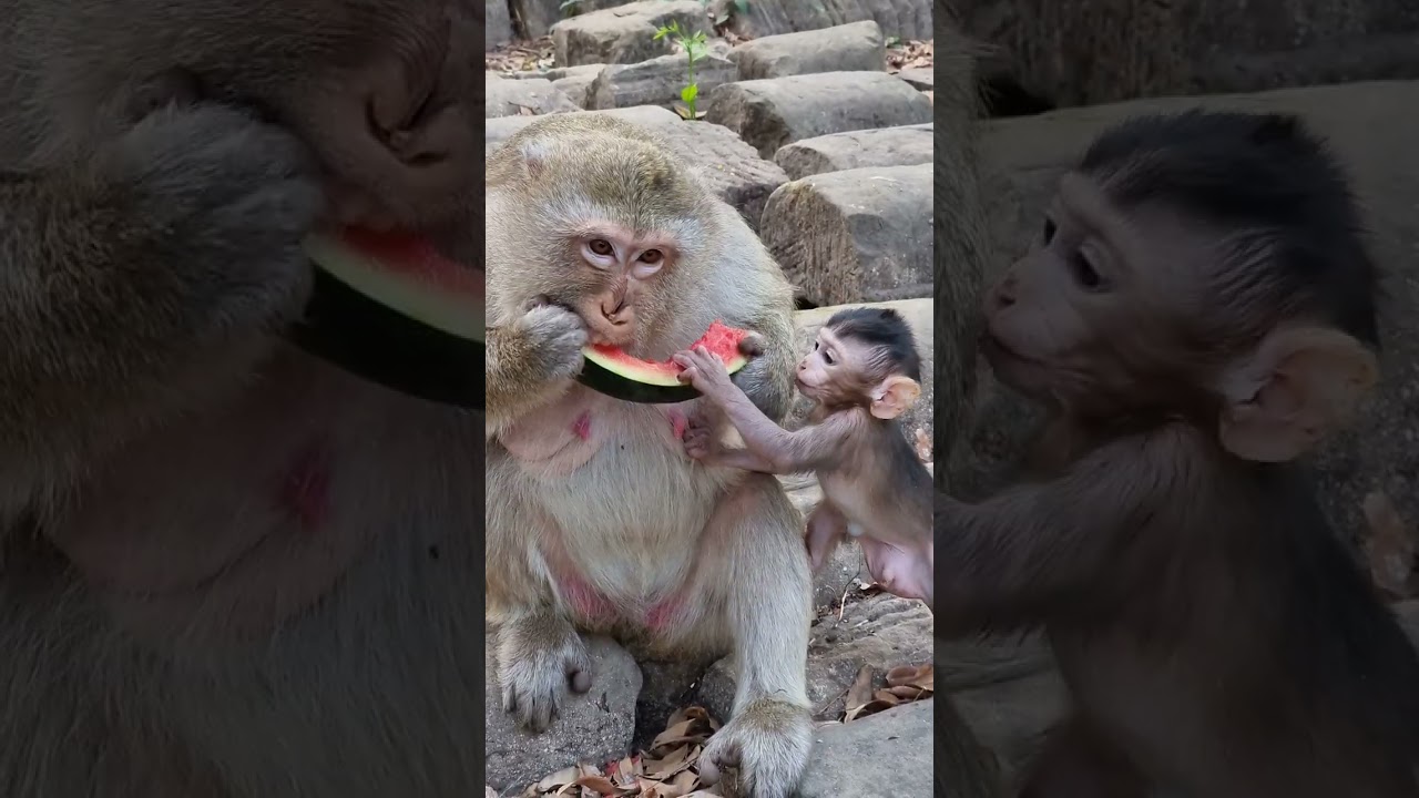 Daily update cute baby monkey and good mom 