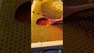 Honey Money