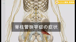 脊柱管狭窄症の原因・解剖学的に説明