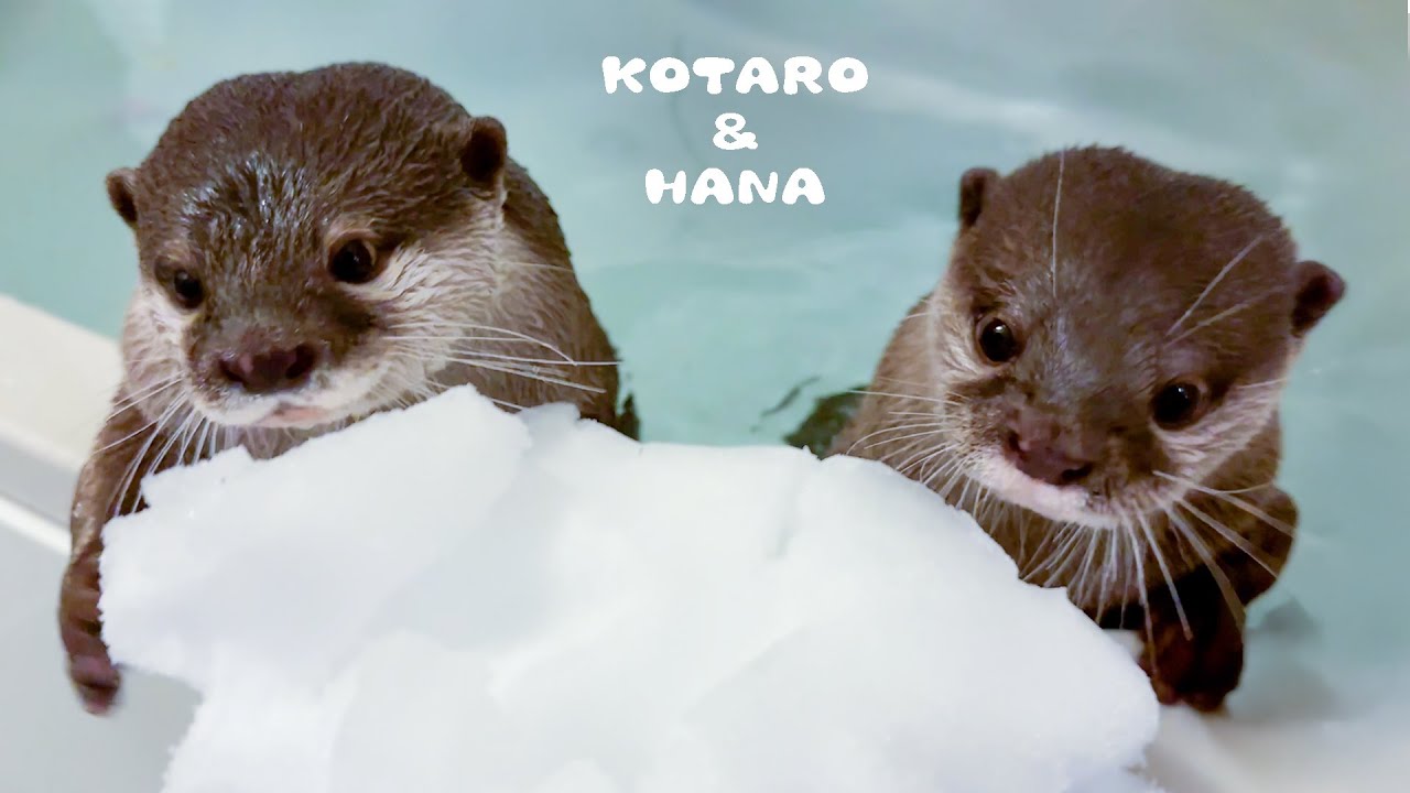 Otter Tries to Give Her Snowball a Bath and Confusion Follows