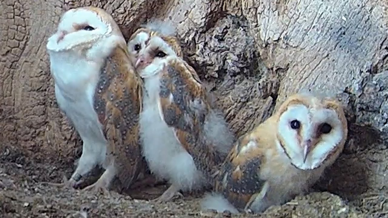 Barn Owl Chicks React to Thunder ⛈ - YouTube
