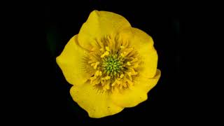 Cognitive Dissonance Extended Anthony Liely Mix By The Black Dog