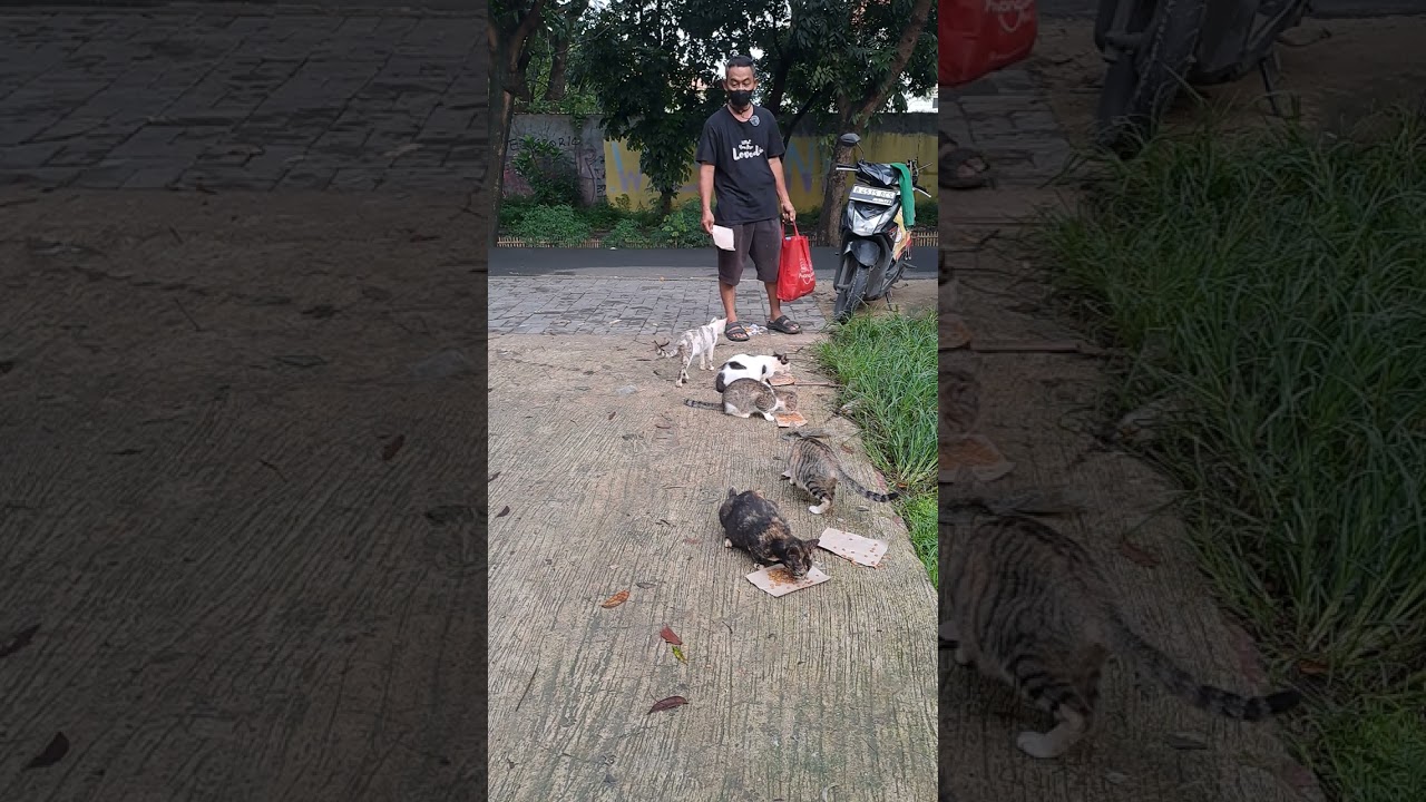 Rutinitas pagi selalu memberi makan kucing terlantar