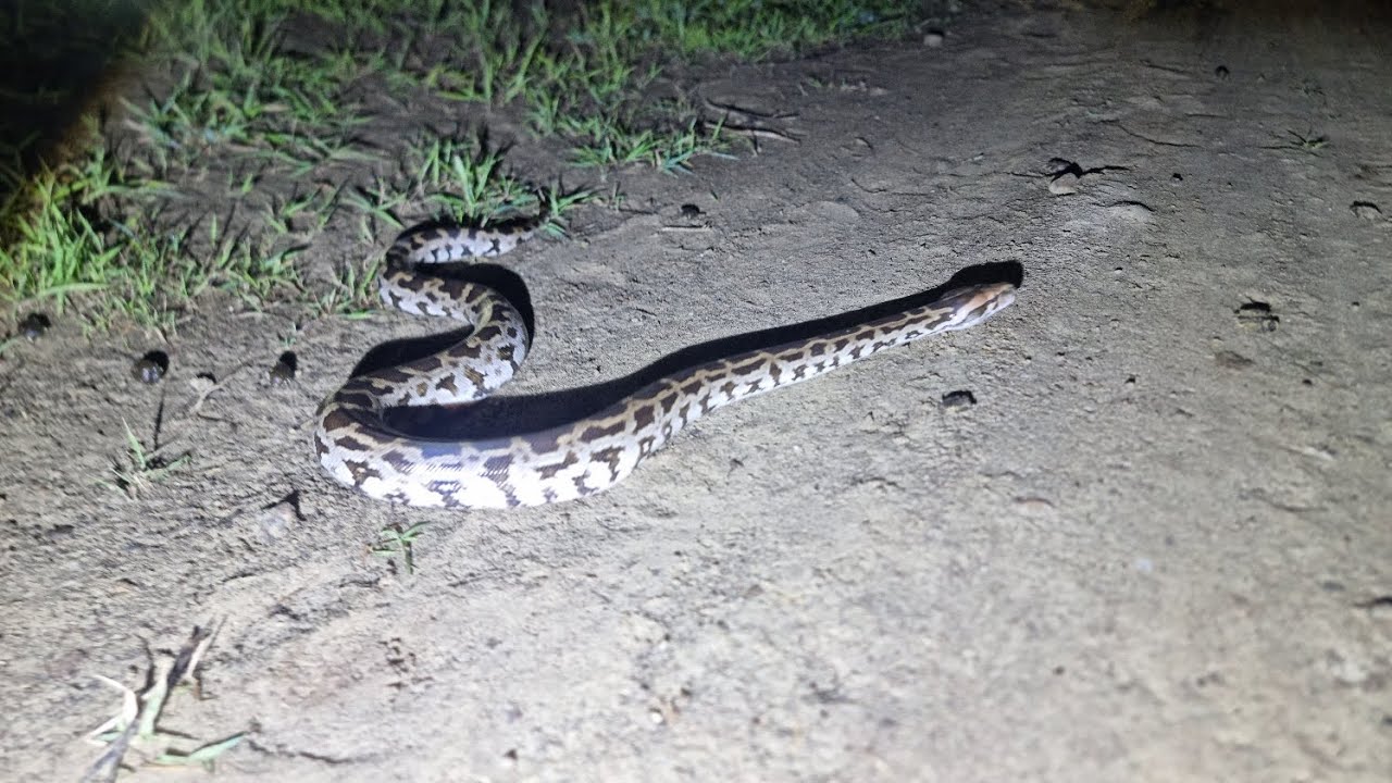 baby Indian rock python - YouTube