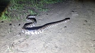 baby Indian rock python Wealth