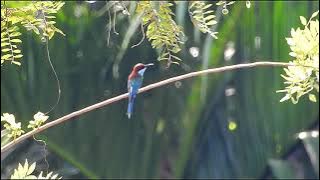 MASTERAN GACOR UNTUK PIKAT BURUNG KIRIK KIRIK SUARA PANCINGAN | KICAU SUARA BURUNG