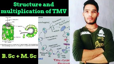 Structure and Replication of TMV/ Tobacco mosaic virus / Life cycle of TMV