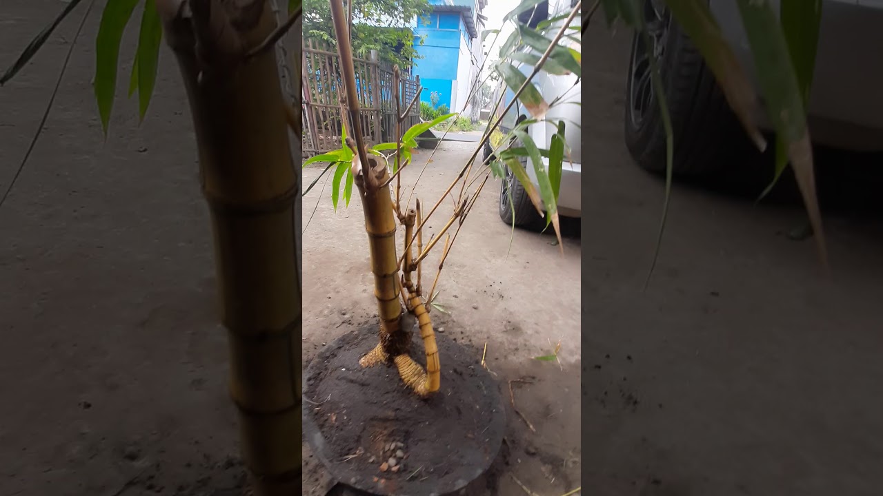 belajar tanam bonsai bambu kuning  YouTube