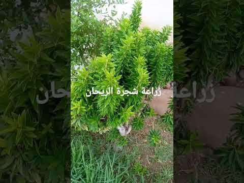 زراعة شجرة الريحان