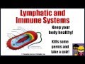 ⁣Immune & Lymphatic Systems Function Human Body Anatomy Science Video for Elementary & Middle