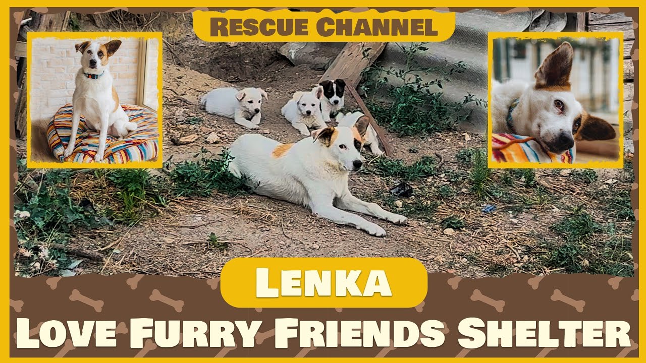 Mama Dog Watches All Her Puppies Get Adopted While She Is Left Behind…