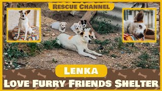 Mama Dog Watches All Her Puppies Get Adopted While She Is Left Behind…