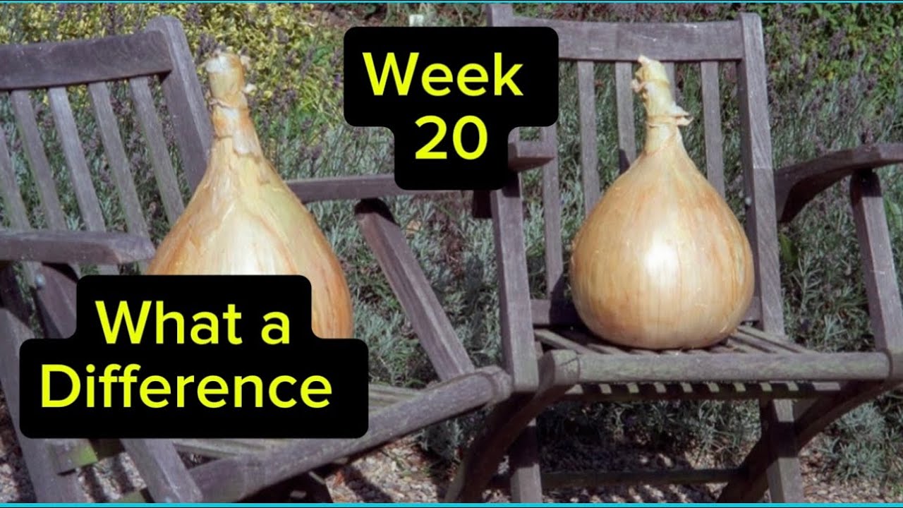 Гигантский лук, фитолампы против отсутствия освещения.