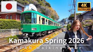 4K Japan Walk 🇯🇵 Exploring Historic Kamakura in Spring - Inamuragasaki to Komachi Street screenshot 5