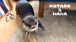 カワウソコタローとハナ　お尻あげ走りでアニメみたいに床をすべるコタロー　Otter Kotaro&Hana Swimming On The Carpet