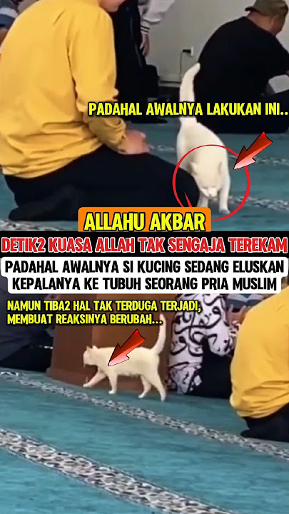 Allahu Akbar‼️Kuasa Allah tak sengaja ditampakkan kucing ini☝️#allahuakbar #kuasaallah #adzan