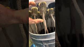 The Wicked Cloner; Best Marijuana Clone Method 