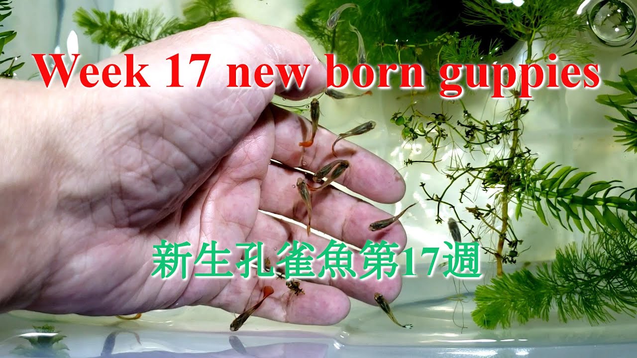 孔雀魚出生成長日記 第17週 New Born Guppy Babies Diary Week17 Youtube