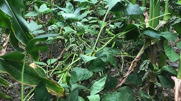 Corn & Soybean Strip Intercropping Crop Growth Update