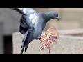 Annoying Pigeon MEME || Gacha Life ||