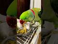  Mithu👌 aap log Apna Pyaar dikhaiye channel Pe🦜💚💐🙏 #viral #parrot #parrotfood #viral #reels