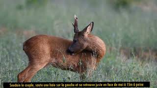 Les Chevreuils De Sorèze