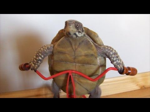 Funny tortoise compilation – Funny animal compilation - YouTube