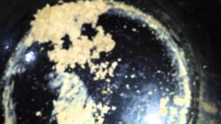 Dabbing cheese berry