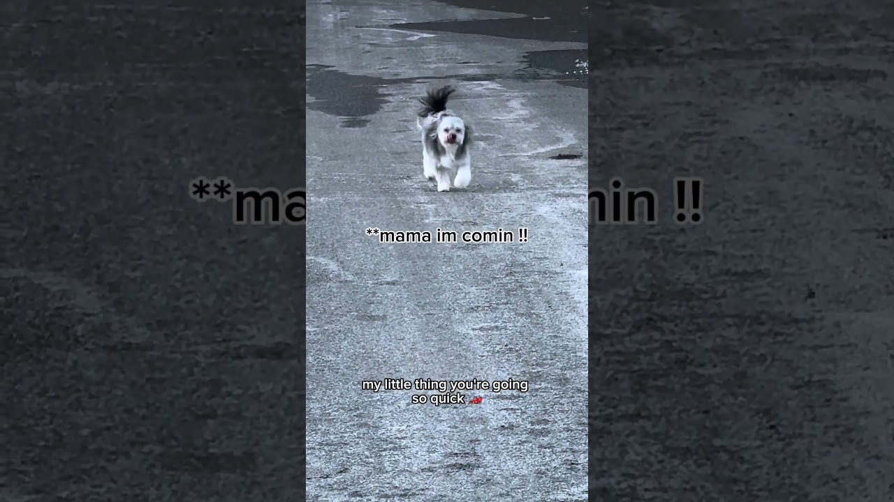 День 503 выпуска зверя на волю 👹 