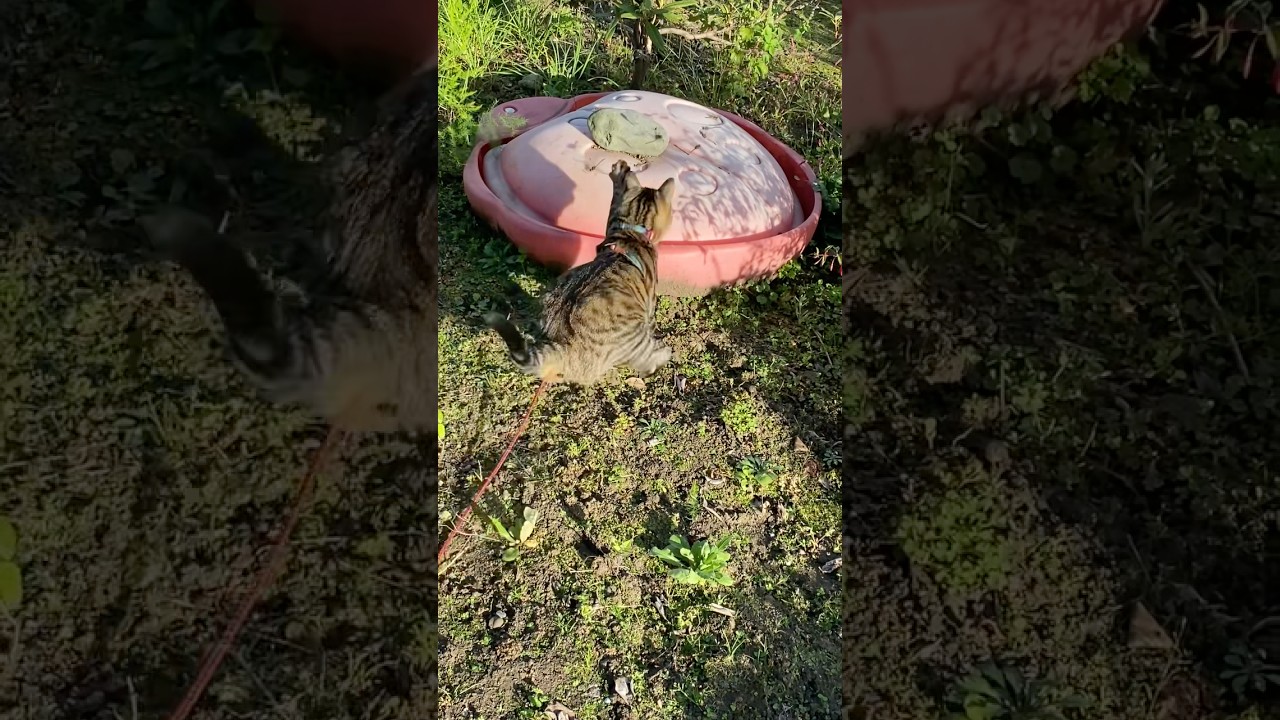 トンボがいっぱいいる!と喜ぶトラジ。 #猫 #cat #dragonfly #shorts