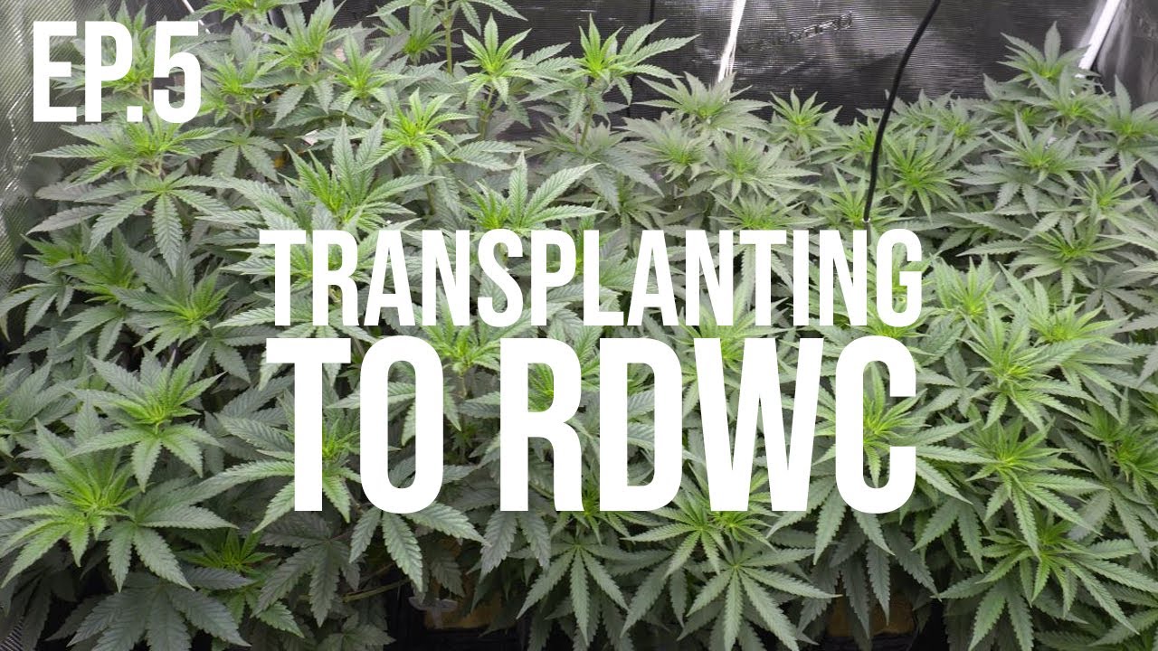 Growing Cannabis From Home - Jungle Boys & Exotic Genetics Ep. 5