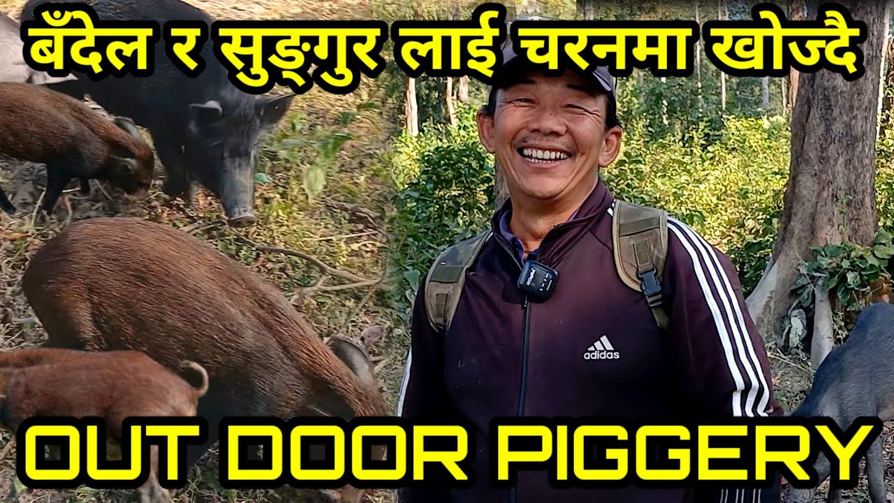 हात्ती लाग्ने घना जङ्गलमा बँदेल र सुङ्गुर को चर्ने ठाउँ खोज्दै  जादा डरले सातो गयो outdoor piggery