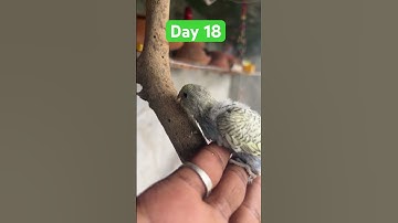 Thumbnail of Day 18 baby bird #remix #dj #song #hindisong #music #birds #talkingparot #parrot