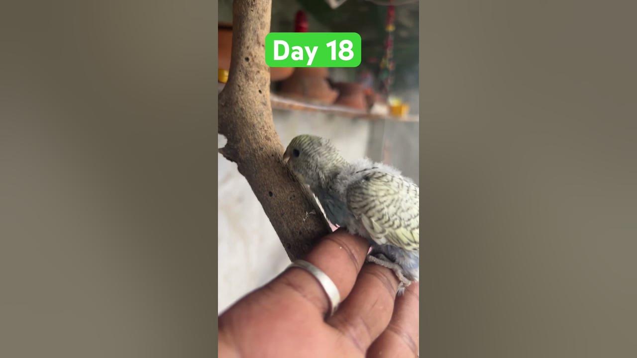 Day 18 baby bird #remix #dj #song #hindisong #music #birds #talkingparot #parrot