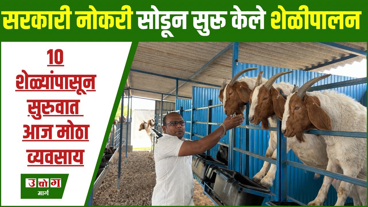Shelipalan Vyavsay | शेळीपालन व्यवसाय कसा सुरू करावा? | Goat Farming Business Plan Marathi |