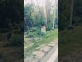 Jungle safari