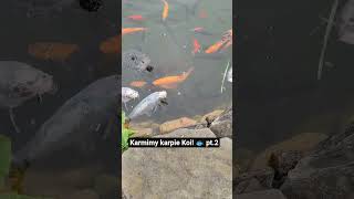 Karmimy karpie Koi! 🐟 pt.2 #karpie #koi #shorts