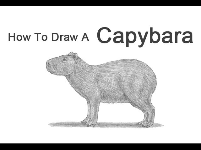 Excellent drawing of a Capybara!  Capivara, Capivaras, História natural