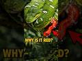Green Snake Gives Birth to RED Baby?! 😱 #shorts #snake #wildlife #nature #emeraldtreeboa #reptile