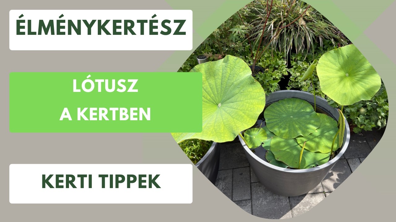 Már hajtanak a lótuszok!🪷 Ilyen állapotban vannak most