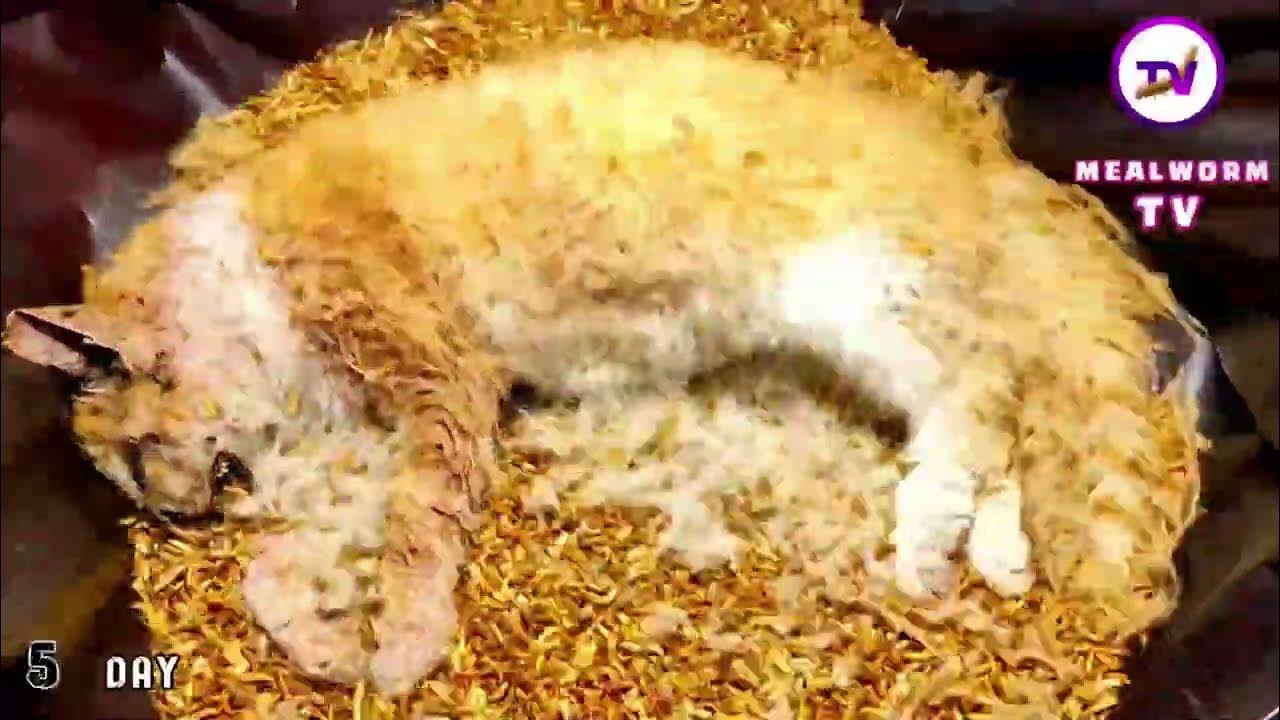Cat vs mealworms/13000 superworms eating cat/mealworm time lapse YouTube