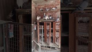 জাহির দার পায়রা আসছে 🔥বাজার কাঁপাতে🏆 #shortvideo #pigeon #shots #viralvideo #viral