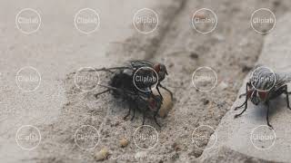 MACRO: Flesh flies (sarcophagidae) having sex and other fly is near