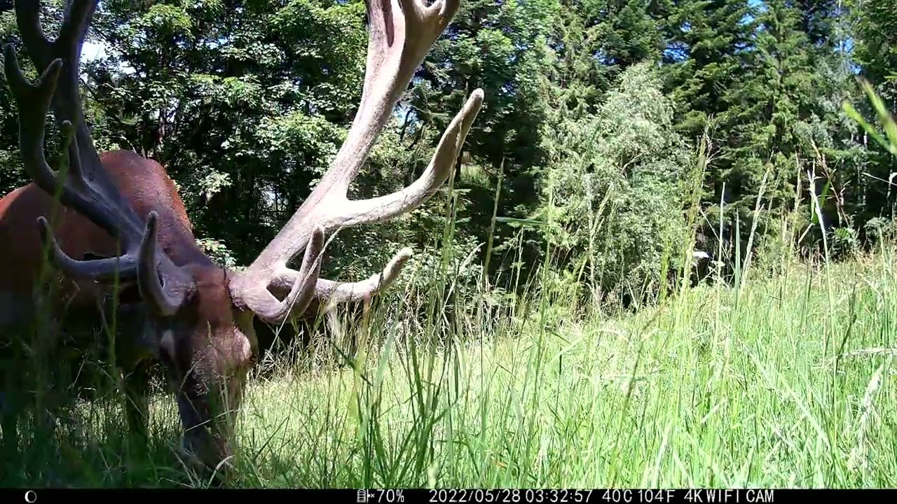 Grom byk inny niż wszystkie .  Beskid Makowski 2025 .