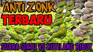 suara burung sirtu vs kutilang ribut paling manjur (MKM kicau mania)