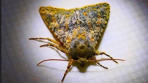 Polymixis rufocincta  by  THeo