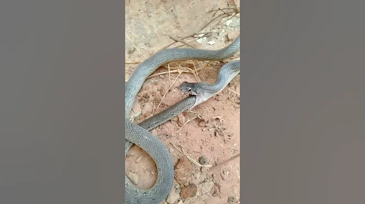 Why Snake eat itself ? Only 1% know #facts #shorts #youtubeshorts #viralshorts