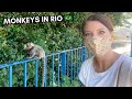 RIO DE JANEIRO LEME FORT  🇧🇷  MONKEYS & A VIEW | COVID 19 BRAZIL TRAVEL