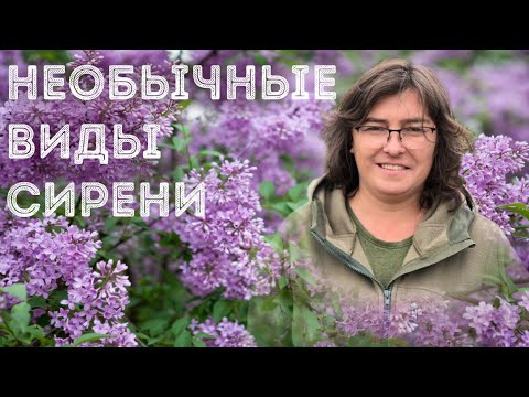Как продлить цветение сирени?