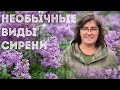 Как продлить цветение сирени?